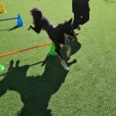 위드온 반려견 교육센터 이미지