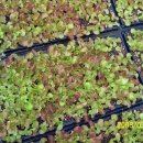 다올농장 이미지