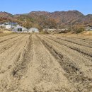 고원홍삼&도라지