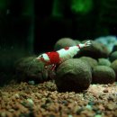 뉴페이스 이미지