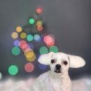 어쩔댕댕 이미지