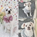 플로라펫 살롱 이미지