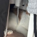 캬엉캬옹