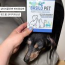 비포런스 | 노견영양제 강아지묽은변 변비증상엔 펫드롬 강아지유산균