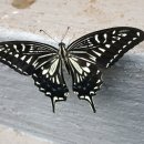 수국민박 이미지