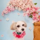 보들 반려견 미용실 이미지