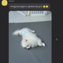 하이도기 이미지