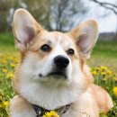 도그앤캣동물병원 이미지