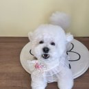 꽃내음나개 | 진해 애견미용 비숑미용추천 꽃내음나개