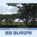 명월 팽나무군락 이미지