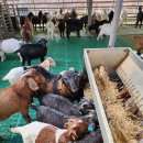 남원흑염소농장 2농장 이미지