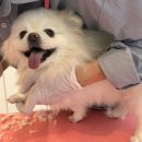 산두로펫살롱 이미지