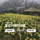 호두마을회관 | [충남] 홍성 거북이마을 충남수선화명소 홍성벚꽃 무료개방 거북이빵 카페옥토