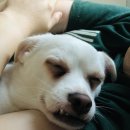 피개행개 이미지