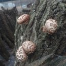 조아농원 이미지