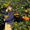 신기농원 | 제주 귤따기 체험 제주농원 901 성산일출봉 근처 귤체험 후기