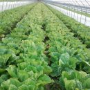 추월농장 이미지