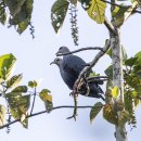 Pinon`s Imperial Pigeon 이미지