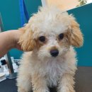 퍼피원데이 이미지