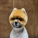 멜팅그루밍 이미지