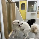 나무애견유치원 | 애견유치원 후기 (금~일 3일간 기록)