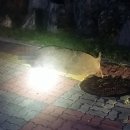 원주아파트 헤럴드경제