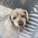 윤성진 안과/외과 동물병원 이미지