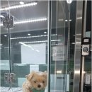 더독스 강아지분양 서울 | 서울 애견분양 더독스 강아지분양 서울 올바른 분양처 선택과 성공적인 반려 시작 준비