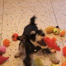 도그조아 이미지