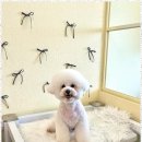 포블포블 네이버블로그