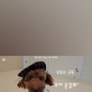 털로덮인친구들 수원시청역점 이미지