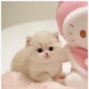 고양이샵 이미지