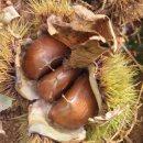 도천마을회관 이미지