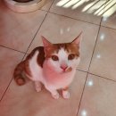 개성있개 이미지