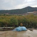 손오공농장 이미지