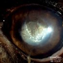 송파동물의료센터 이미지