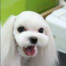 밤톨도톨