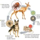 프라임 동물의료센터 | 강아지 진드기 매개 질환 - 프라임 동물의료센터