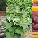 이현숙농장 이미지