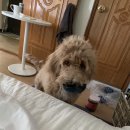 살랑더테일 이미지