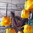 드림팜코리아 이미지