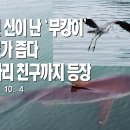 완전 신이 난 '부캉이', 수로가 좁다 왜가리 친구까지 등장 이미지