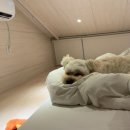 스테이인터뷰 노호 이미지