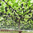 포도나무 이미지