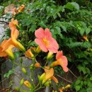 무릉도원흙집 이미지