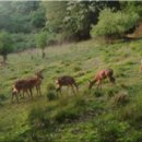 기후에너지환경부 꽃사슴도 유해야생동물로 지정한다-농작물피해 멧돼지,고라니,까치순 이미지