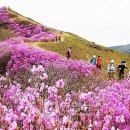화왕산 이미지