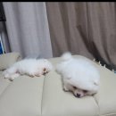 서초사랑약국 | 범서한방동물약국 방문 후기: 알로펜시아와 기관지협착증 치료