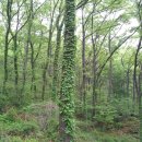 비래초등학교 이미지