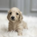 마산강아지분양 뽀뽀애견 | 중랑장모닥스훈트분양 행복한 새 가족을 맞이하는 가슴 벅찬 여정